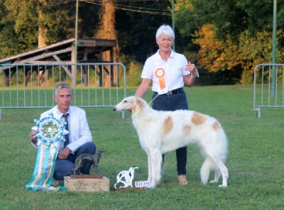 Étalon Barzoi - CH. Tzarevna du Cot-Regnier