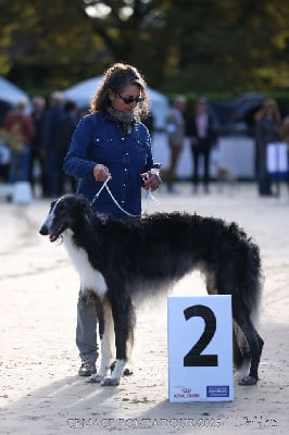 Étalon Barzoi - Vadim velikyi voin Des Svoras De La Centauresse