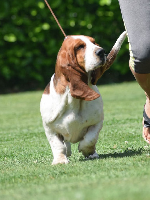 Étalon Basset Hound - CH. Kiwi des Cotes de la Saunade