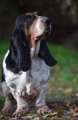 Étalon Basset Hound - TR. CH. Pippa Du Cercle De Léma