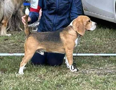 Étalon Beagle - Vidocq de la Magie de l'Argoat