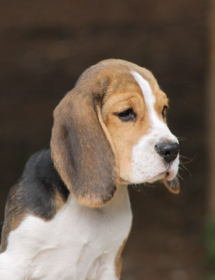 Étalon Beagle - Apache Des Veneurs Du Mazaureix