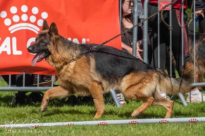 Étalon Berger Allemand - Wallace du Parc a Mitrailles