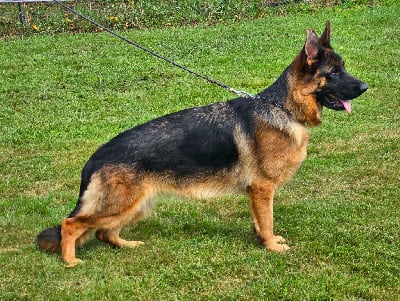 Étalon Berger Allemand - Uria Von Angelius Team