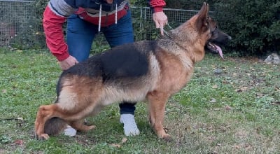 Étalon Berger Allemand - Vyano des Loups de L'etoile