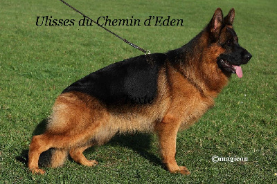 CH. Ulisses Du Chemin D'Eden