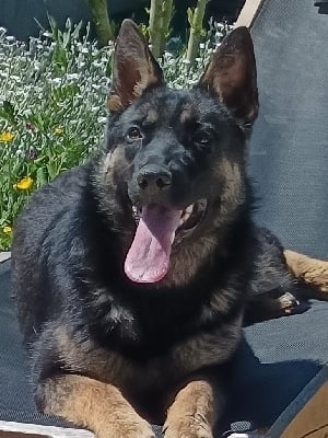 Étalon Berger Allemand - Umaga du château de la martinière