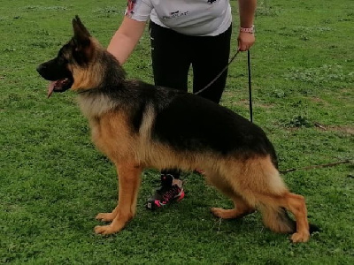 Étalon Berger Allemand - Xara haus golden phénix