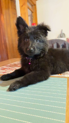 Étalon Berger Allemand Poil Long - Angel dark Wolf In The Veins