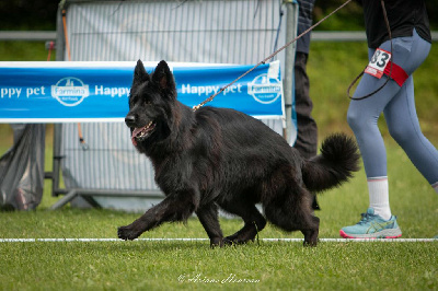 Étalon Berger Allemand Poil Long - Vizzavona Tchatchatcha