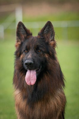 Étalon Berger Allemand Poil Long - CH. Tomahwak des contes de Gwelane