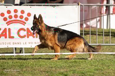 Étalon Berger Allemand Poil Long - CH. Viko Von Angelius Team