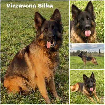 Étalon Berger Allemand Poil Long - Vizzavona Silka