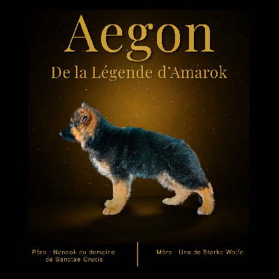 Étalon Berger Allemand Poil Long - Aegon De La Légende D'Amarok