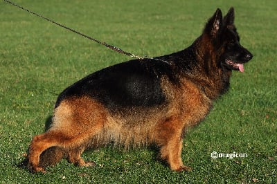 Étalon Berger Allemand Poil Long - CH. Légitime Démence Vicktorya