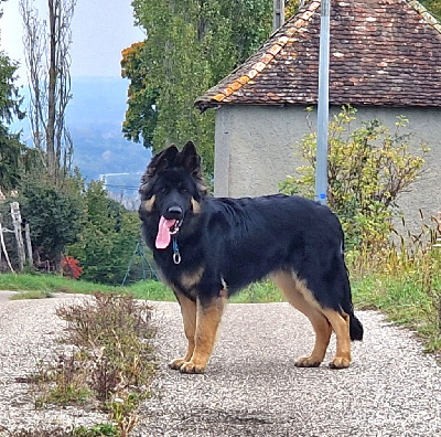 Étalon Berger Allemand Poil Long - Awen du Bois de Chantalouette