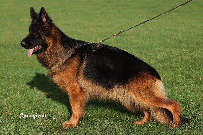 Étalon Berger Allemand Poil Long - Légitime Démence Vyckie