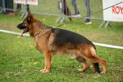 Étalon Berger Allemand - Silver du val de siagne
