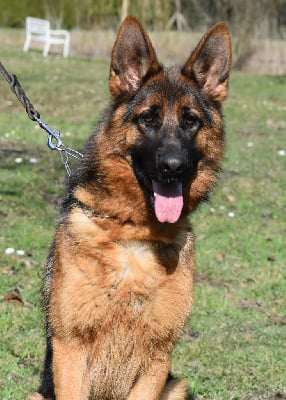 Étalon Berger Allemand - Uyve des contes de Gwelane