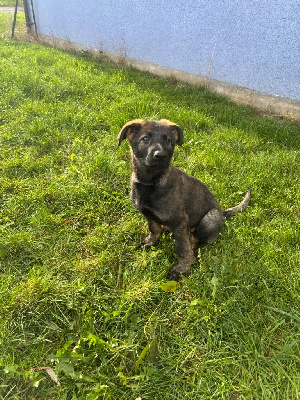 Étalon Berger Allemand - Absolute arya Des Legendes D'Hirjasko