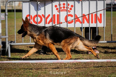 Étalon Berger Allemand - Vegas de la Saviotine