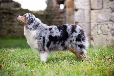 image de Rowa kailua