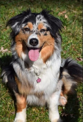 Étalon Berger Australien - Salem Du Mont Des Jonquilles