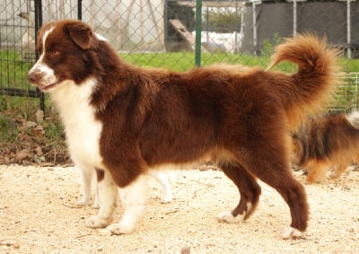 Étalon Berger Australien - Velma Du Domaine De La Canurie