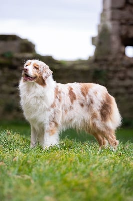 Étalon Berger Australien - Tavake paita Des Ruines De Champlieu