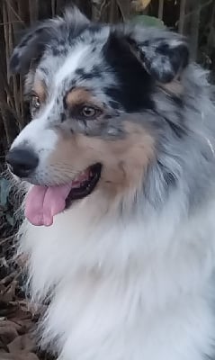 Étalon Berger Australien - Shine Ever Un dernier tour de piste