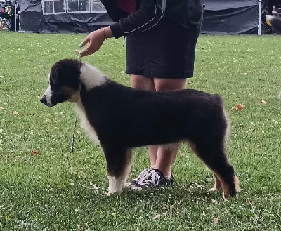 Étalon Berger Australien - Avatar neteyam Des Canailles De La Bergerie