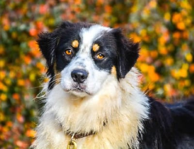 Étalon Berger Australien - Roxie Des collines verdoyantes