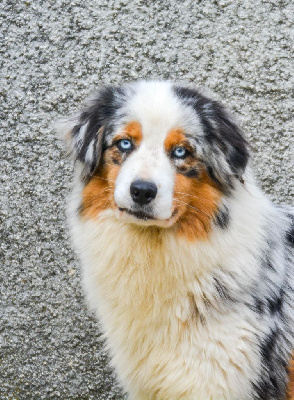 Étalon Berger Australien - Stella Des collines verdoyantes