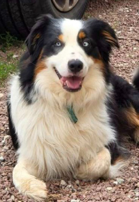 Étalon Berger Australien - U'he of blue montain valley