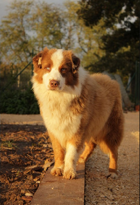 Étalon Berger Australien - United states endji Of The Nice Sheperd