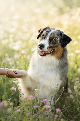 Étalon Berger Australien - Tosca (Sans Affixe)