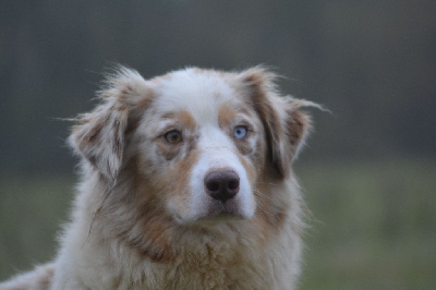Étalon Berger Australien - R'mine Des collines verdoyantes