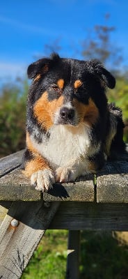 Maverick Du Mont Des Jonquilles