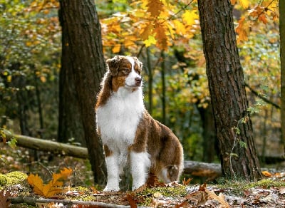 Étalon Berger Australien - saddle peak Remedy the perfect spell