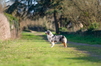 Étalon Berger Australien - Twilight story isabella De La Forêt De Dean