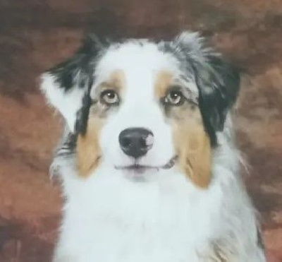 Étalon Berger Australien - CH. Shelsie De La Vallée Du Bozançon