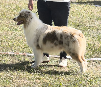 Étalon Berger Australien - Victorius willy Of Black Pearl Spirit