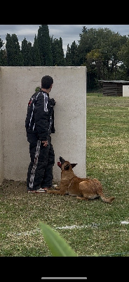 Étalon Berger Belge - Tenebre dit tornade du Mas des Crozes