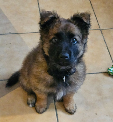 Étalon Berger Belge - Akhenaton du mont sainte hélène