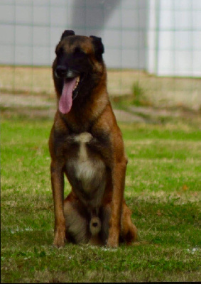 Étalon Berger Belge - Nougaro dit niakoué du val du tonkin