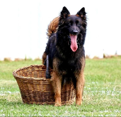 Étalon Berger Belge - Ntm du domaine d'anouck