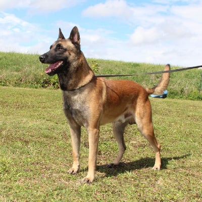 Étalon Berger Belge - Titan de la vallée du grand loup