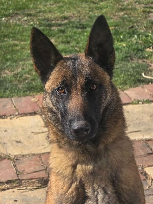 Étalon Berger Belge - Skhyline Des Gardiens De Nivia