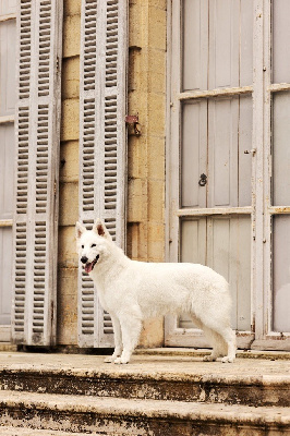 Étalon Berger Blanc Suisse - Veni vidi vici der Weibe Stern