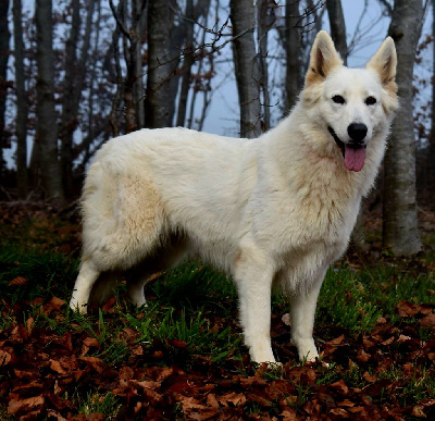 Étalon Berger Blanc Suisse - Sally du Domaine de Criska